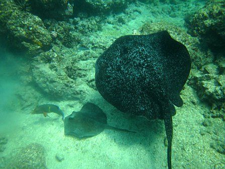  photo rays.jpg