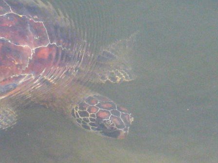 Red Sea Turtle