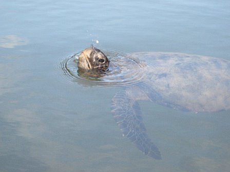 Sea Turtle up for a breath of air