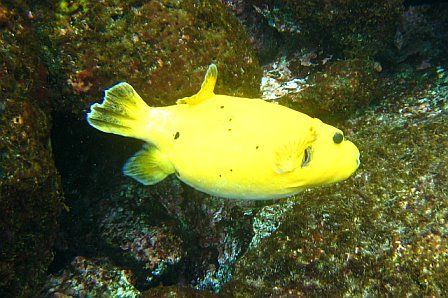 freshwater puffer fish. Yellow Puffer Fish