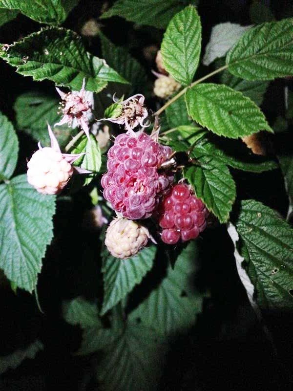  photo Earwiginraspberry_zpsea992120.jpg