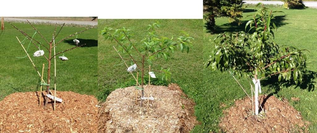  photo PF24C_zps1739a5bd.jpg