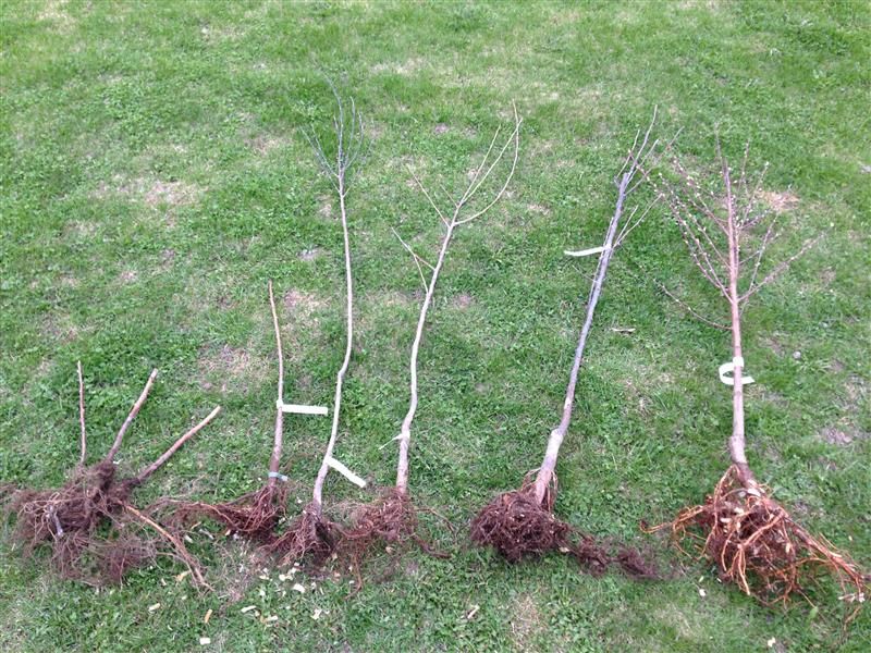  photo PipenerieAncestralSpring_zps10a81622.jpg