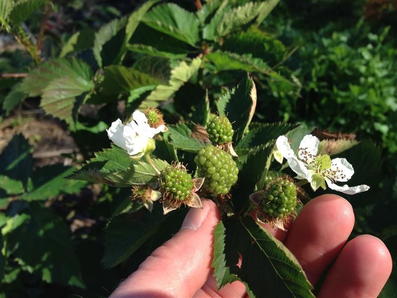  photo PrimeArcFreedom_zps65e38931.jpg