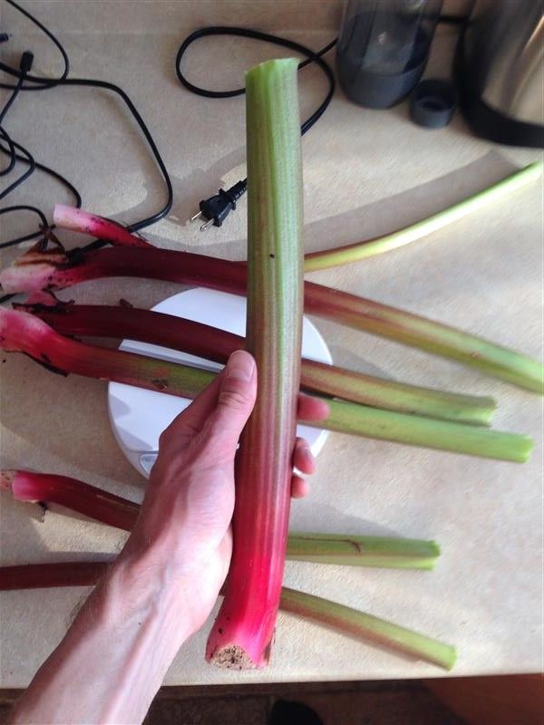  photo Rhubarb_zpsf9acda93.jpg
