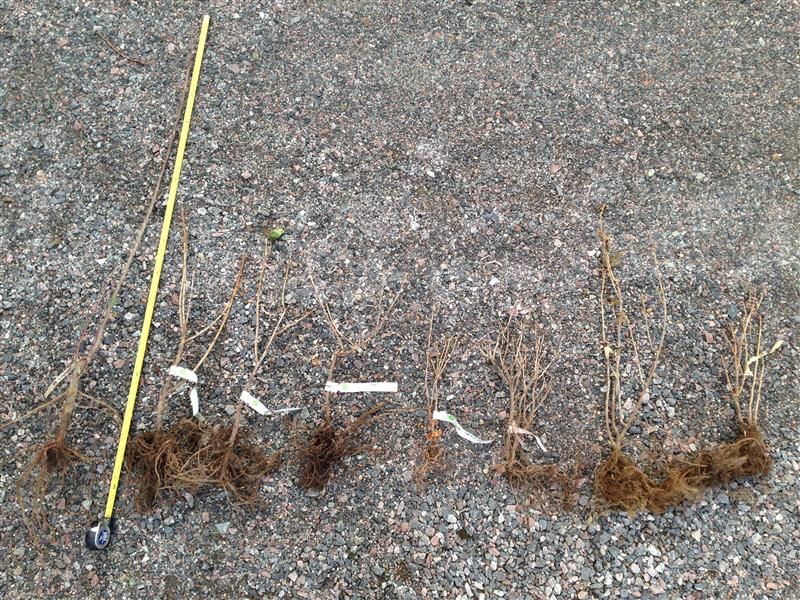  photo WhiffletreeFall_zpsf7bc4c4b.jpg