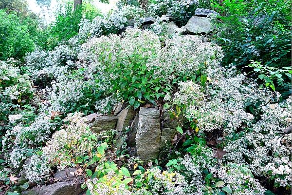 Aster in Carl Schurz Park