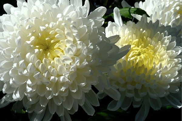 Chrysanthemum Beauty