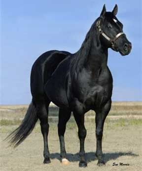 Black QH Stallion