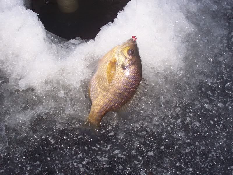 [Image: CRAPPIES006.jpg]