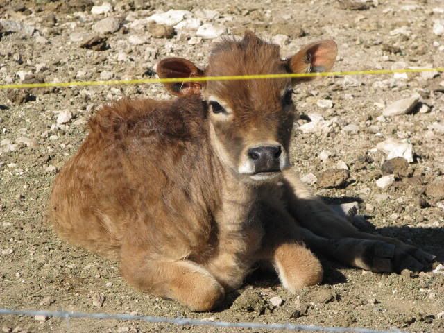 Norman's Horns? - Cattle