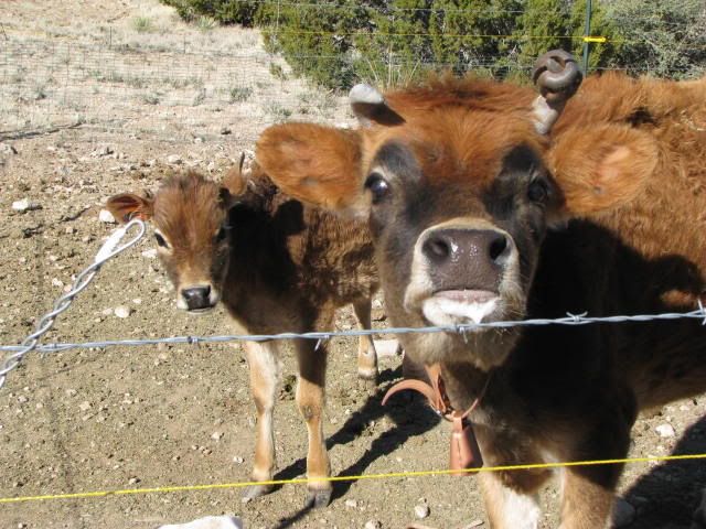 Norman's Horns? - Cattle