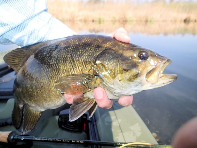 opener smallie