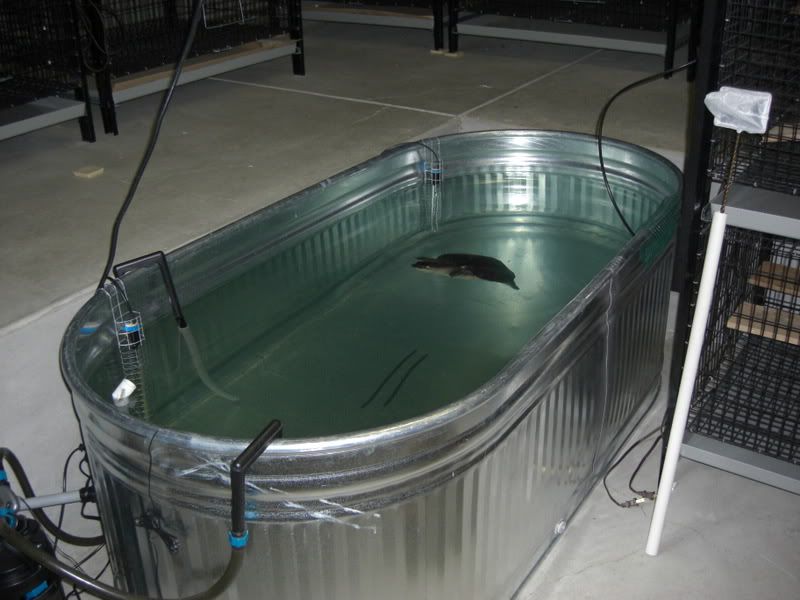 FRT / Aquarium Salts / Galvanized Tub Crooked Necks Turtle Forum