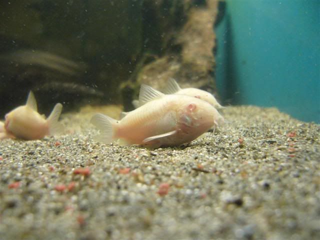 AlbinocorysSmall.jpg