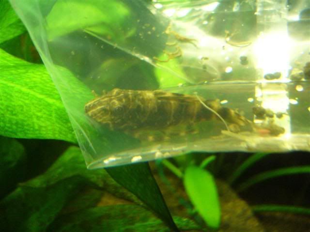 Newpleco1Small.jpg