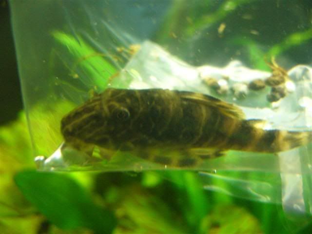 Newpleco2Small.jpg