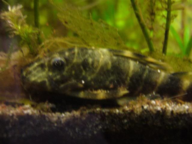 NewplecoSmall.jpg