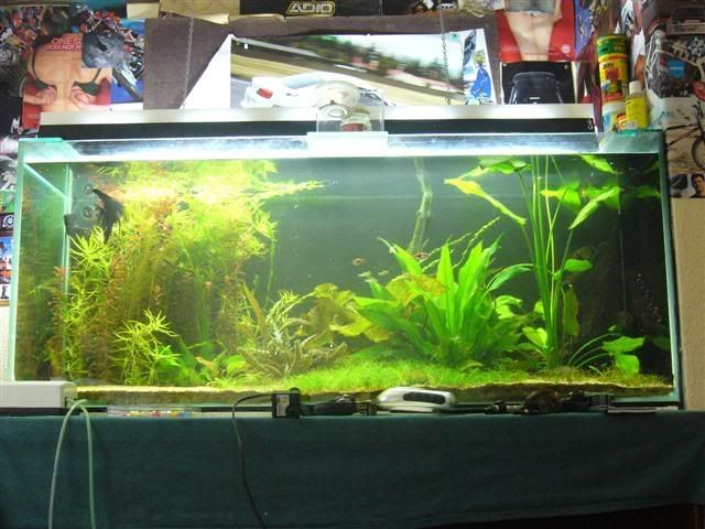 PlantedtankjanuarySmall.jpg