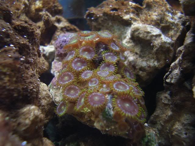 Zoanthid2Small.jpg