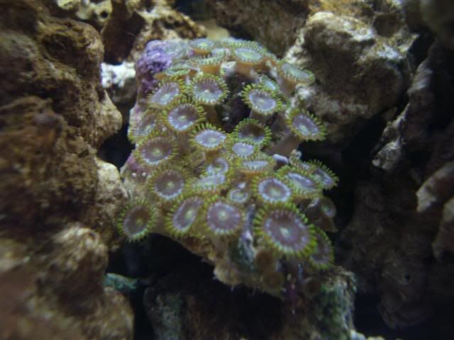 ZoanthidsSmall.jpg