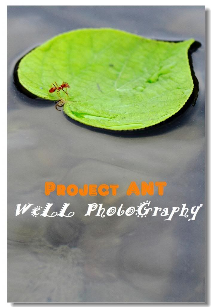  photo ant01.jpg