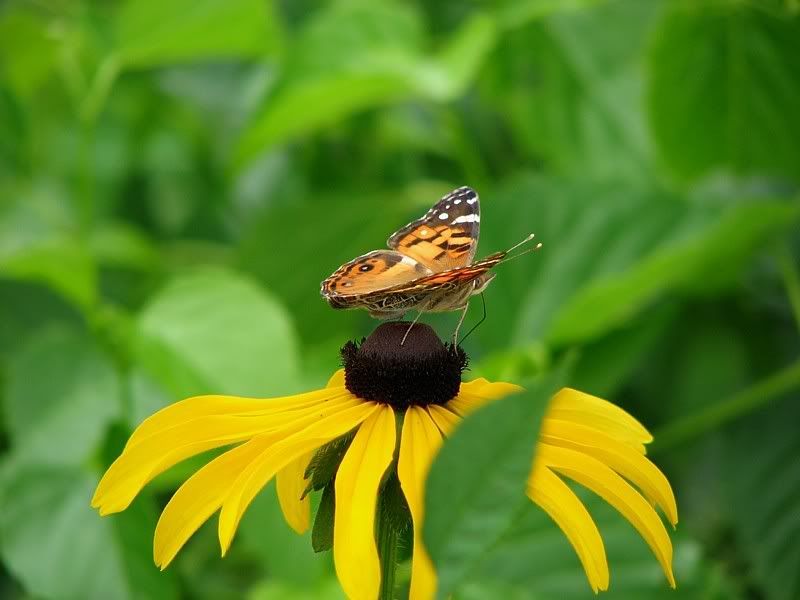 IMAGE: http://i44.photobucket.com/albums/f31/Edd_S/bokeh2.jpg