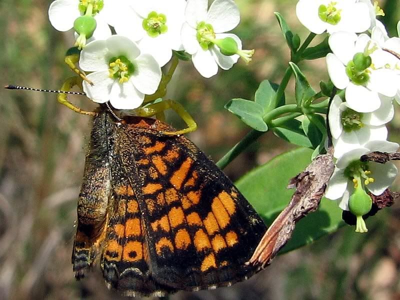 IMAGE: http://i44.photobucket.com/albums/f31/Edd_S/butterfly2.jpg