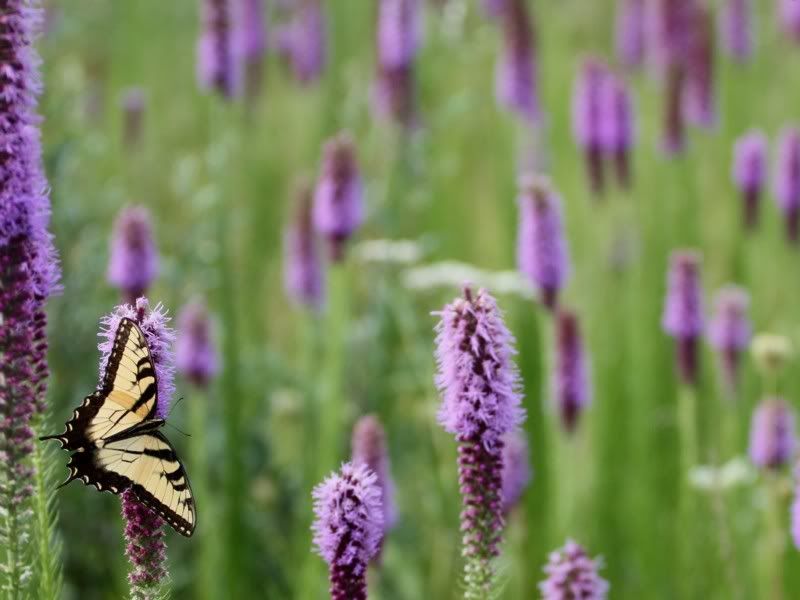 IMAGE: http://i44.photobucket.com/albums/f31/Edd_S/butterflyflowers1a.jpg