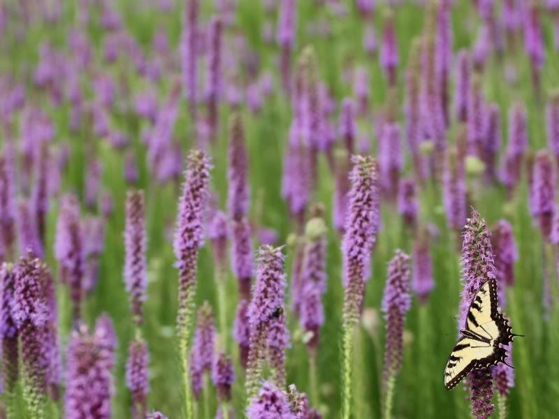 IMAGE: http://i44.photobucket.com/albums/f31/Edd_S/butterflyflowers2a.jpg