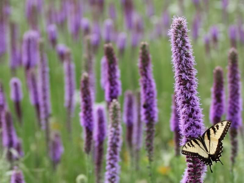 IMAGE: http://i44.photobucket.com/albums/f31/Edd_S/butterflyflowers3a.jpg