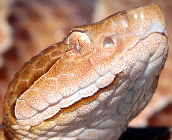 IMAGE: http://i44.photobucket.com/albums/f31/Edd_S/copperhead-eye.jpg