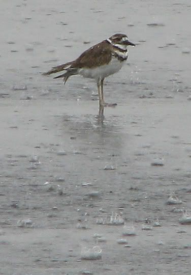 IMAGE: http://i44.photobucket.com/albums/f31/Edd_S/drearyday.jpg