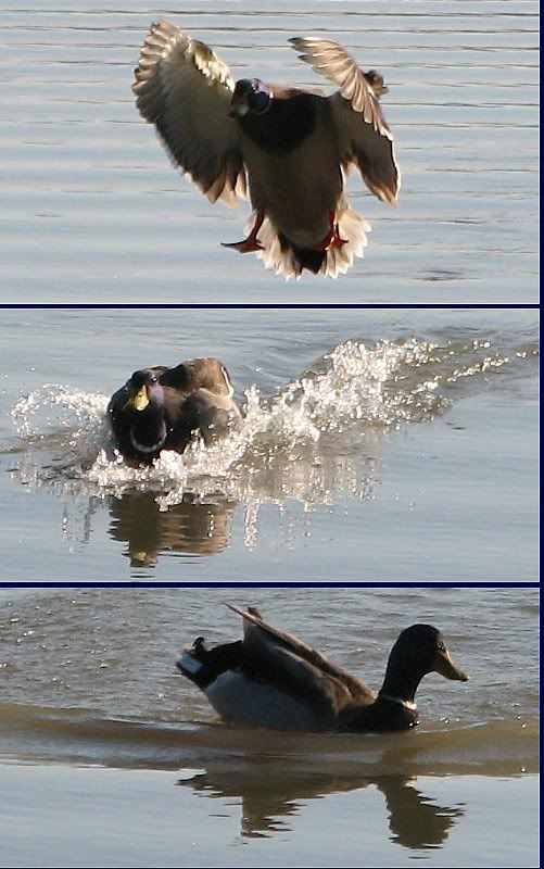 IMAGE: http://i44.photobucket.com/albums/f31/Edd_S/duck_land2.jpg