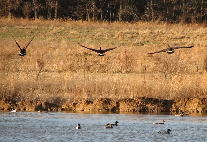 IMAGE: http://i44.photobucket.com/albums/f31/Edd_S/flight.jpg