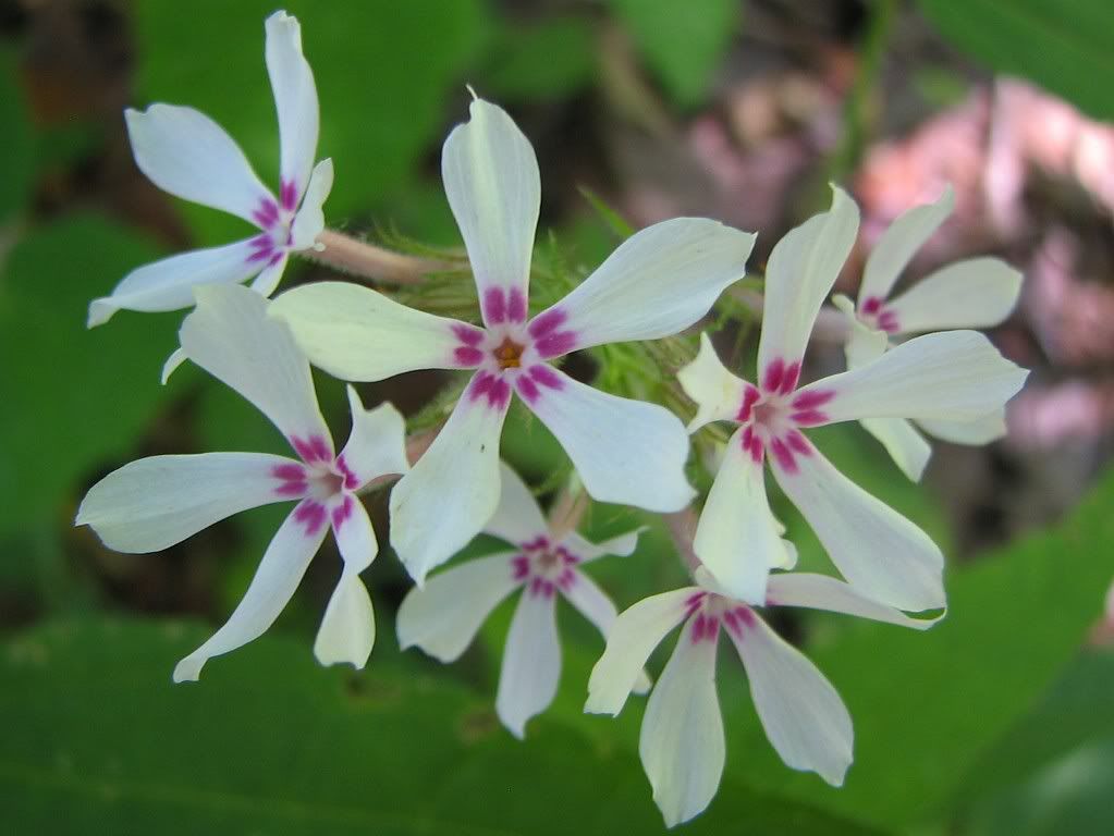 IMAGE: http://i44.photobucket.com/albums/f31/Edd_S/flowers.jpg