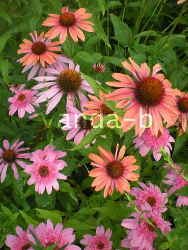 [Bild: 2013-07echinacea_by_vanda_01klkl_zpsf96d9faa.jpg]