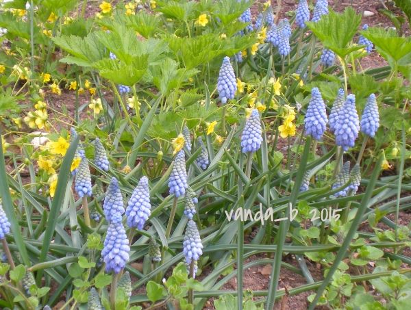 [Bild: DSCN496020Muscari20Valerie20Finnis_zpsejlhkmmr.jpg]