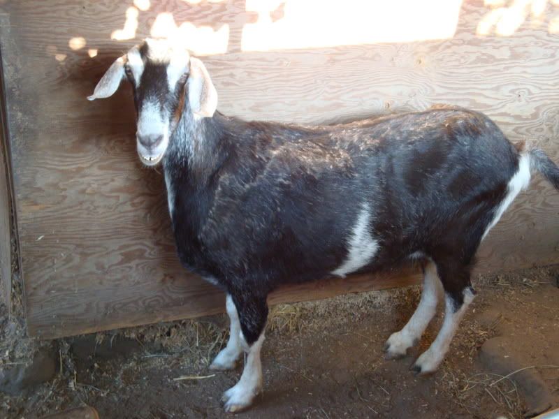 What to do about this old goat? - Goats