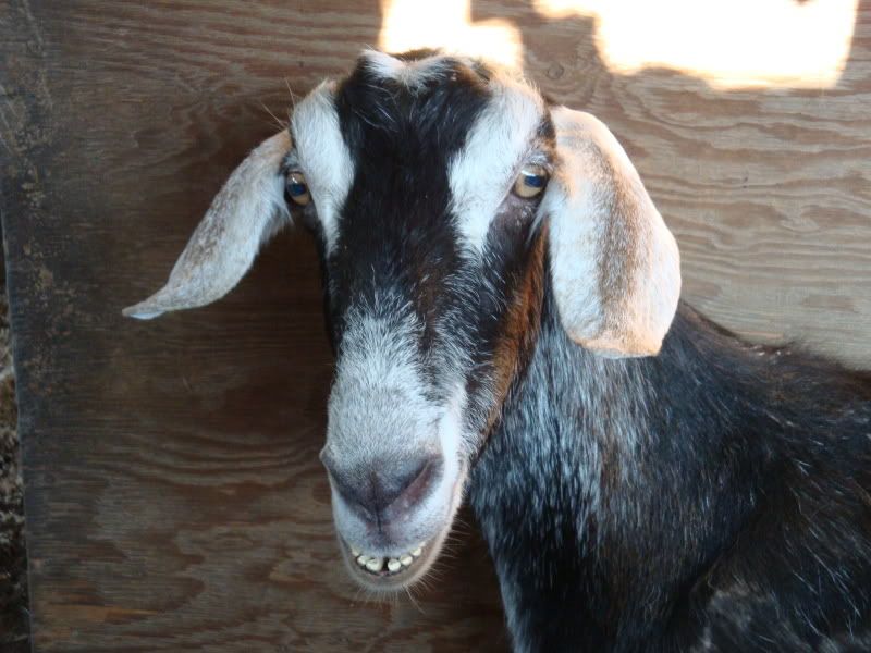 What to do about this old goat? - Goats