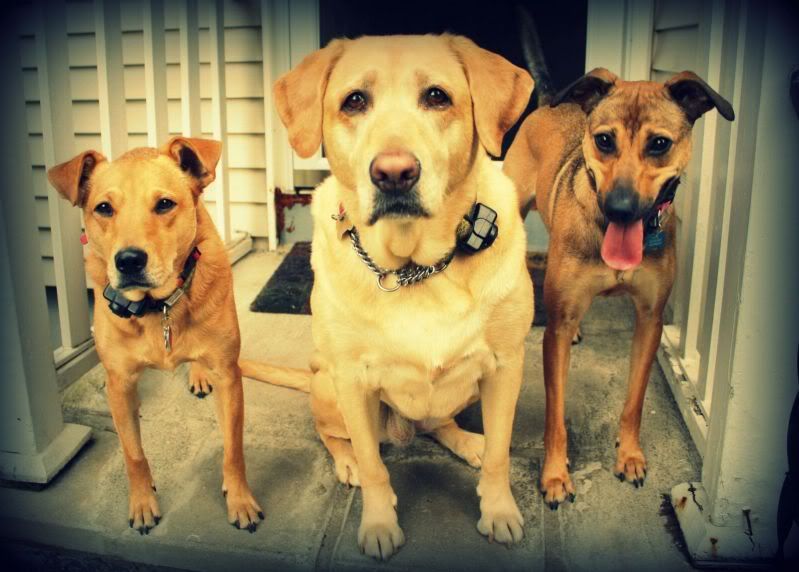 IMAGE: http://i44.photobucket.com/albums/f33/msegens/3dogspicasa.jpg