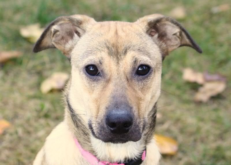 IMAGE: http://i44.photobucket.com/albums/f33/msegens/maya2.jpg