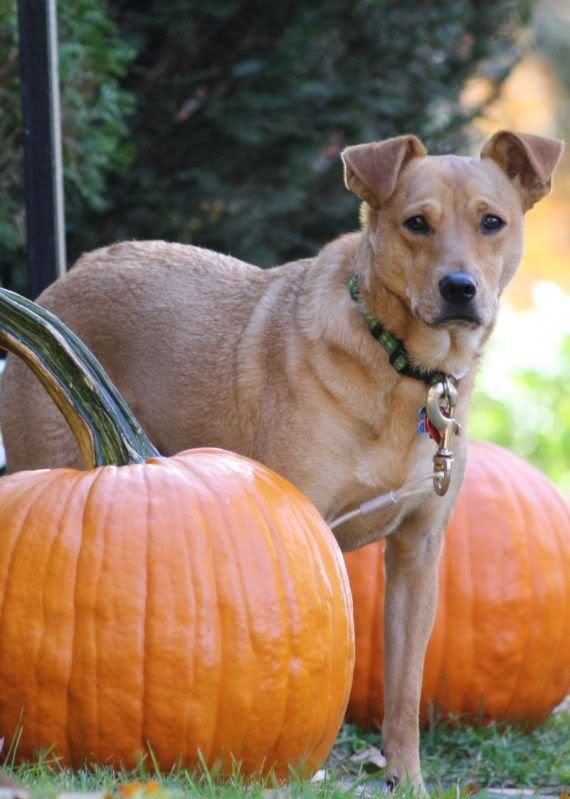 IMAGE: http://i44.photobucket.com/albums/f33/msegens/sampson4.jpg