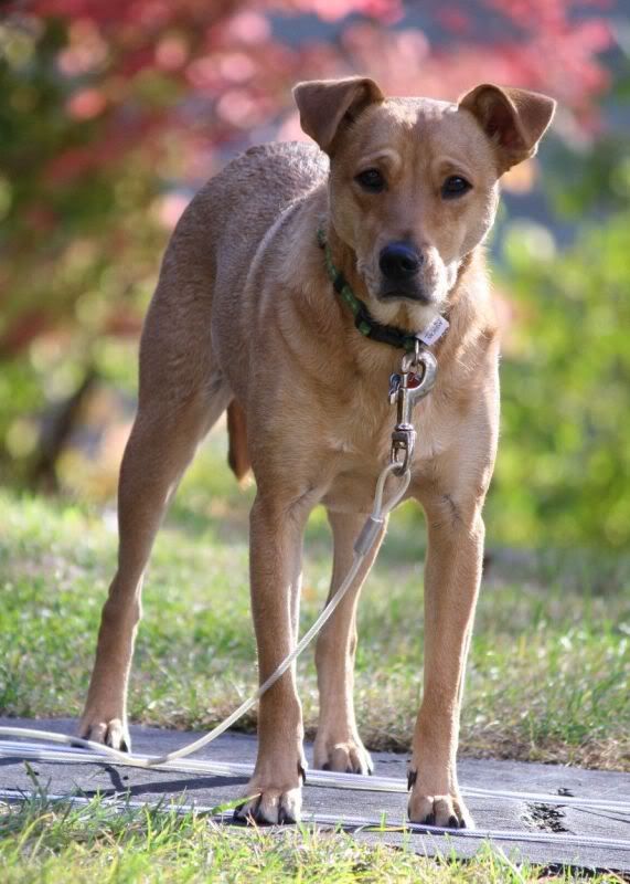 IMAGE: http://i44.photobucket.com/albums/f33/msegens/sampson7.jpg