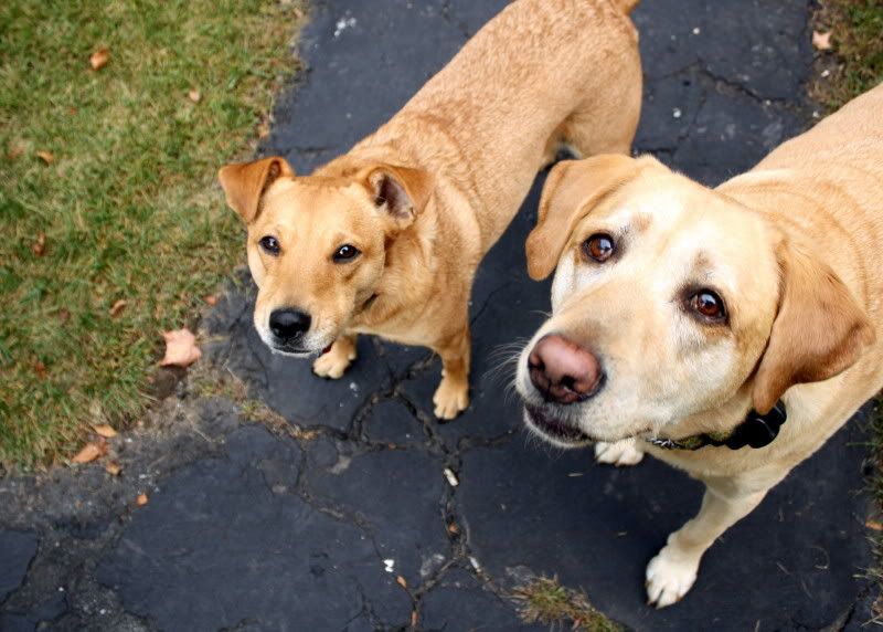 IMAGE: http://i44.photobucket.com/albums/f33/msegens/sampsonchloe.jpg