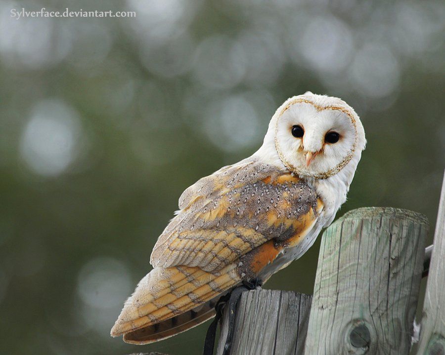barn owl by sylverface d800xuh zpse5275088original