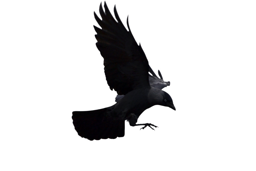 jackdaw2 by frank 1956 d5ol8l4 zps1db6f911original