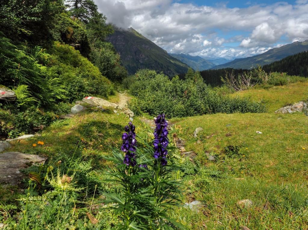 joy and poison by burtn d7x3odn zps576061e8original