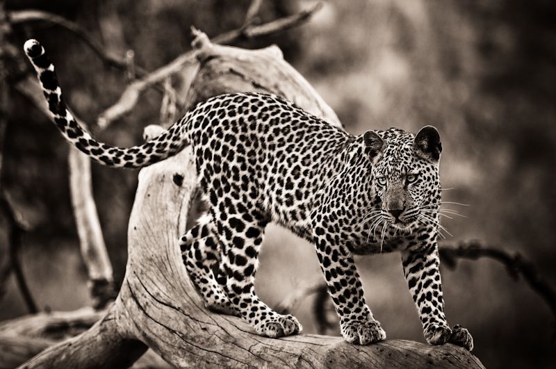 leopard by marcwildpassion d31fgxd zpsae24cc3foriginal