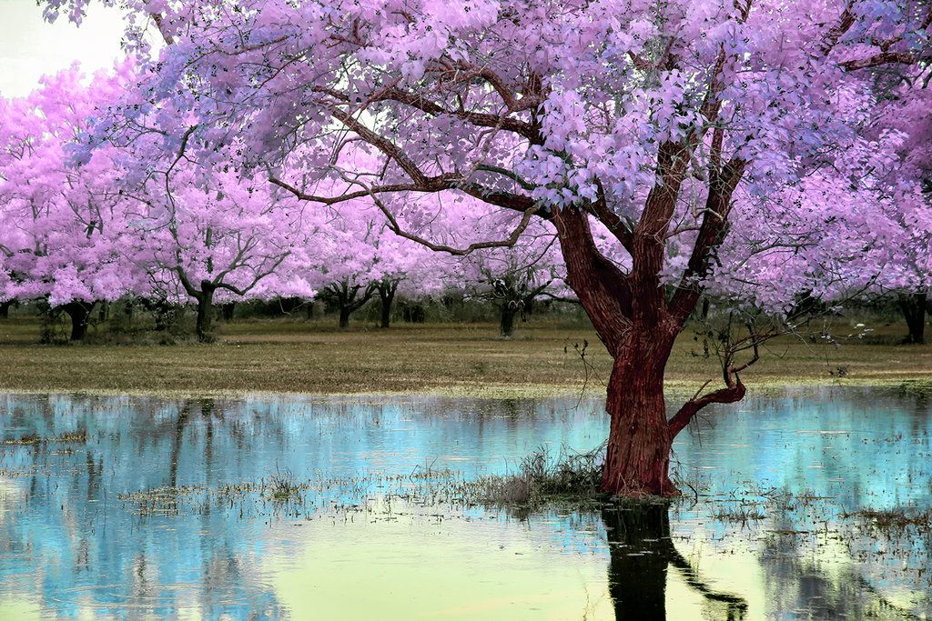 mauve forest lake by helios spada d7wl6c7 zps6061b66foriginal